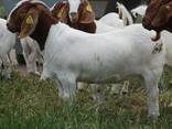 Full Breed boer goats available for sale. . - photo 2