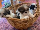 Gorgeous Shih Tzu puppies. .. whatsapp me at: - photo 1