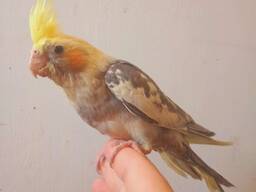 Handreared Friendly Pet Cockatiels... whatsapp me at: