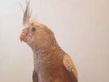 Handreared Friendly Pet Cockatiels. .. whatsapp me at: - photo 1