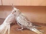Handreared Friendly Pet Cockatiels. .. whatsapp me at: - photo 3