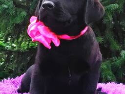 High-breed Labrador Retriever puppies, Kennel