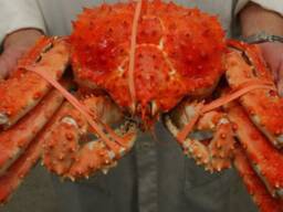 High quality Big Size king crabs/ Soft Shell Crabs/ Mud Crabs for sale Blue swimming crabs