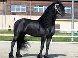 Horse need new master - photo 2