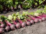 Beets wholesale Kazakhstan - photo 2