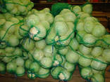 Cabbage wholesale Kazakhstan - photo 2