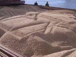 Industrial wood pellets - photo 1