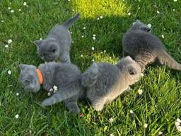 Beautiful chunky British shorthair kittens