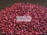 Kyrgyz kidney beans - photo 3