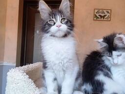 Maine coon kittens
