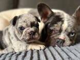 Male and Female French bulldog Puppies for sale - photo 2