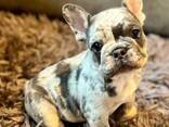 Male and Female French bulldog Puppies for sale - photo 3