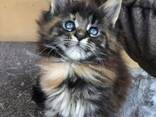 Male and female Maine Coon TICA registered active. - photo 3