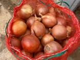 Onion - photo 8