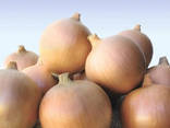 Onion - photo 1