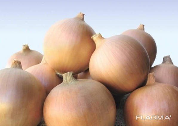 Onion