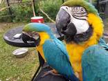 Parrots and eggs - photo 1