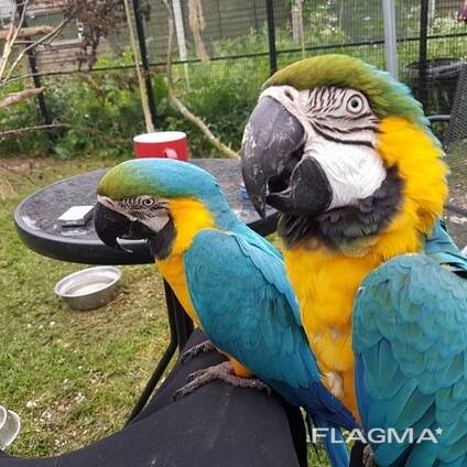Parrots and eggs