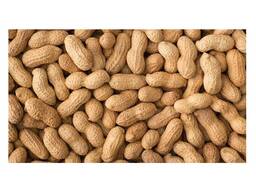 Peanut raw organic peanuts ground nut in shell roasted peanut