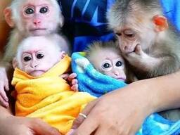 Playful  pygmy marmoset and Capuchin monkeys