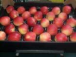 Polish apples (wide range of varieties) - photo 1