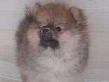 Померанский шпиц - photo 1
