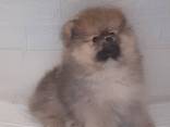 Померанский шпиц - фото 5