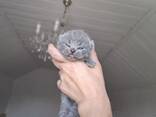 Premium British Shorthair Kitten Available - photo 3