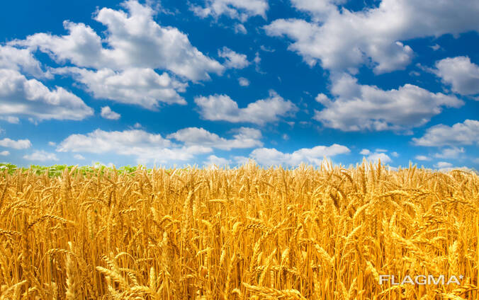Пшеница
