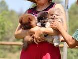 Adorable Pomeranian Puppies for Sale – Tiny, Fluffy, and Full of Personality! - photo 2
