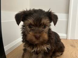 Purebred yorkie puppies