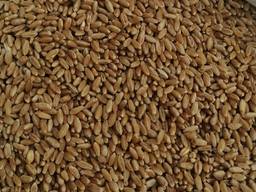 Selling 3000 tons of durum wheat. пшеницы