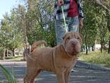 Sharpei puppy - photo 3