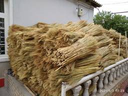 Sorghum for producing eco brooms