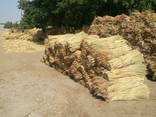 Sorghum for the production of brooms