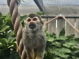 Squirrel Playful Monkeys for Sale.