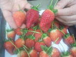 Strawberry, tomato - фото 1