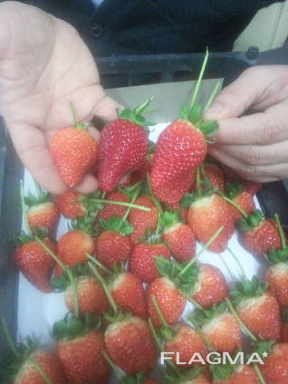 Strawberry, tomato