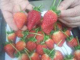 Strawberry, tomato