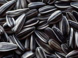 Sunflower seeds - photo 1