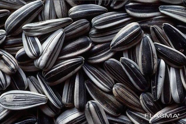 Sunflower seeds