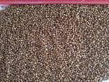 coriander - photo 1