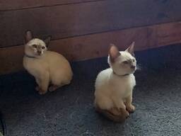 Tonkinese kittens... whatsapp me at: