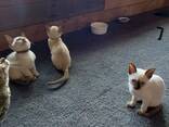 Tonkinese kittens. .. whatsapp me at: - photo 1