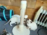 Tonkinese kittens. .. whatsapp me at: - photo 3