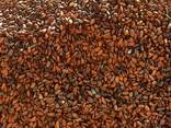 Whole cocoa beans - photo 1