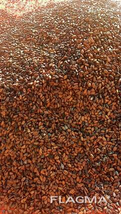 Whole cocoa beans