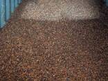 Whole cocoa beans - photo 2