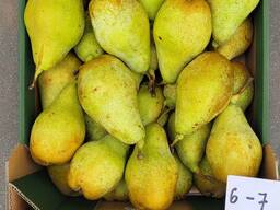 Xenia pear (origin - Poland)