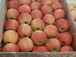 Яблоки - photo 3